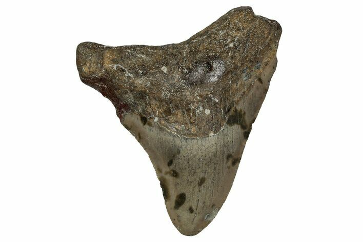 Serrated, Juvenile Megalodon Tooth - North Carolina #351202